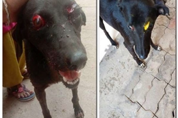 ਇਹ ਜਾਨਵਰ ਹੈ ਤੁਸੀਂ ਤਾਂ ਇਨਸਾਨ ਬਣੇ ਰਹੋ…ਚੰਡੀਗੜ੍ਹ ‘ਚ ਬੇਜ਼ੁਬਾਨ ਨੂੰ ਡੰਡੇ ਨਾਲ ਕੁੱਟ-ਕੁੱਟ ਕੇ ਕੀਤਾ ਜ਼ਖ਼ਮੀ, ਮੁਲਜ਼ਮ ‘ਤੇ ਹੋਈ ਕਾਰਵਾਈ