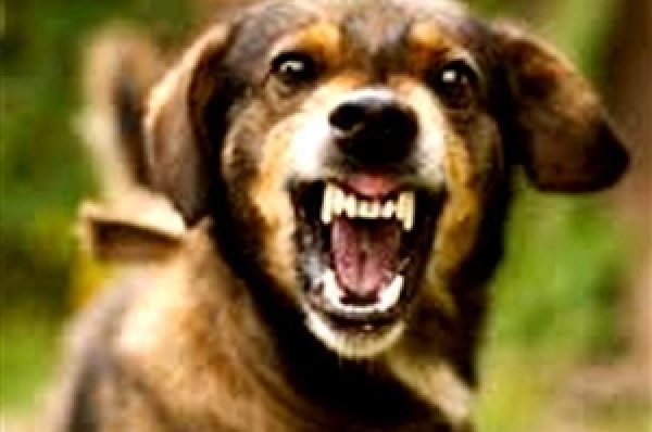 ਗੁਰਦਾਸਪੁਰ ’ਚ ਪਾਗਲ ਕੁੱਤੇ ਨੇ ਦੋ ਬੱਚਿਆਂ ਸਮੇਤ 12 ਲੋਕਾਂ ਨੂੰ ਵੱਢਿਆ, ਲੋਕਾਂ ’ਚ ਦਹਿਸ਼ਤ ਦਾ ਮਾਹੌਲ