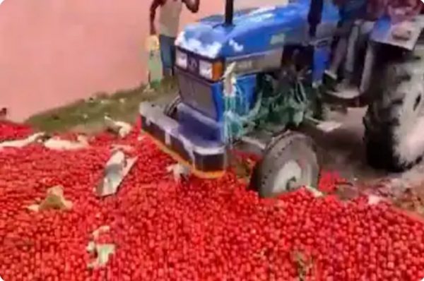 1 ਰੁਪਿਆ ਕਿੱਲੋ ਨੂੰ ਵੀ ਨਹੀਂ ਵਿਕ ਰਿਹਾ ਟਮਾਟਰ, ਕਿਸਾਨਾਂ ਨੇ 50 ਕੁਇੰਟਲ ਸੜਕ ’ਤੇ ਸੁੱਟਿਆ ਤੇ ਉੱਤੇ ਚਲਾਇਆ ਟਰੈਕਟਰ