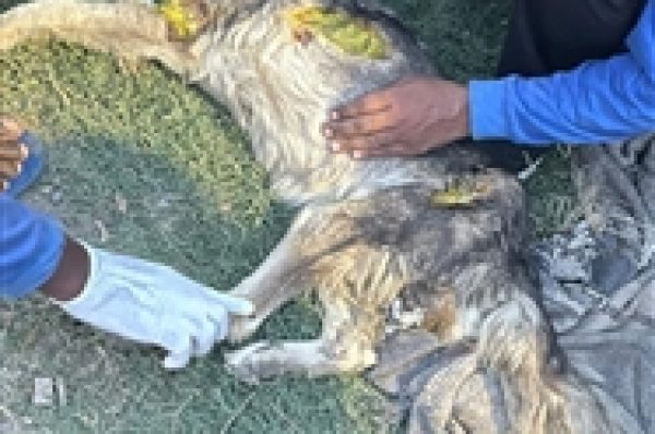 ਬੇਜ਼ੁਬਾਨਾਂ ‘ਤੇ ਅੱਤਿਆਚਾਰ…ਦੋ ਔਰਤਾਂ ਨੇ ਸਕੂਟਰੀ ਨਾਲ ਕੁੱਤੀ ਨੂੰ ਬੰਨ੍ਹ ਕੇ ਦੂਰ ਤਕ ਘੜੀਸਿਆ ਤੇ ਫਿਰ…