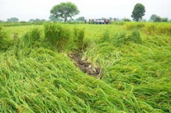 ਮੀਂਹ ਕਾਰਨ ਫਸਲਾਂ ਦੇ ਹੋਏ ਨੁਕਸਾਨ ਦੀ ਸਪੈਸ਼ਲ ਗਿਰਦਾਵਰੀ ਦੇ ਆਦੇਸ਼ ਜਾਰੀ