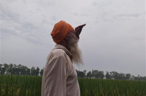 ਮੀਂਹ ਨੇ ਵਧਾਈ ਕਿਸਾਨਾਂ ਦੀ ਪਰੇਸ਼ਾਨੀ : ਝੋਨੇ ਦੀ ਪੱਕੀ ਫ਼ਸਲ ‘ਤੇ ਅਚਨਚੇਤ ਹੋਈ ਬਾਰਸ਼ ਕਾਰਨ ਕਿਸਾਨਾਂ ਦੇ ਚਿਹਰੇ ਪਏ ਫਿੱਕੇ