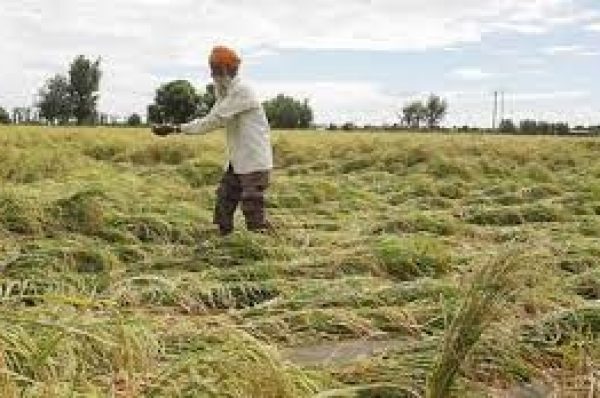 ਲਗਾਤਾਰ ਹੋ ਰਹੀ ਬਰਸਾਤ ਫ਼ਸਲਾਂ ਲਈ ਖ਼ਤਰੇ ਦੀ ਘੰਟੀ, ਜਨਵਰੀ ’ਚ ਔਸਤ ਨਾਲੋਂ 9 ਗੁਣਾ ਵੱਧ ਬਰਸਾਤ ਹੋਈ ਇਸ ਵਾਰ