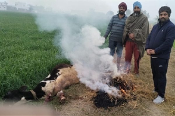 ਇਨਸਾਨੀਅਤ ਹੋਈ ਸ਼ਰਮਸਾਰ : ਅਣਪਛਾਤੇ ਵਿਅਕਤੀਆਂ ਨੇ ਗਾਂ ਦੀਆਂ ਲੱਤਾਂ ਤੋੜ ਅੱਧਮੋਈ ਕਰ ਕੇ ਸੁੱਟਿਆ