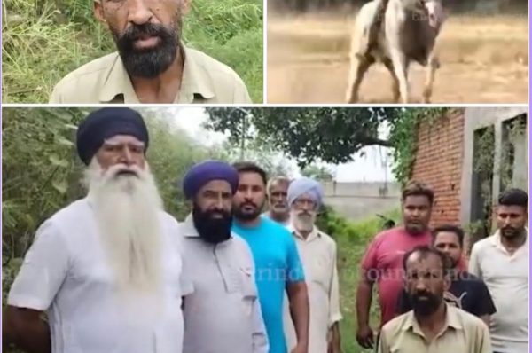 ਕਰੰਟ ਲੱਗਣ ਨਾਲ 9 ਲੱਖ ਦੀ ਘੋੜੀ ਦੀ ਮੌਤ, ਬਿਜਲੀ ਵਿਭਾਗ ‘ਤੇ ਲਾਪਰਵਾਹੀ ਦੇ ਲਗੇ ਦੋਸ਼, ਮਾਲਕ ਨੇ ਮੰਗਿਆ ਇਨਸਾਫ