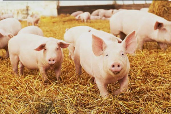 ਨਵਾਂਸ਼ਹਿਰ ਦੇ ਭੌਰਾ ਪਿੰਡ ‘ਚ ਅਫਰੀਕਨ ਸਵਾਈਨ ਫੀਵਰ ਦਾ ਕੇਸ, ਇਲਾਕੇ ‘ਚ ਹਾਈ ਅਲਰਟ ਜਾਰੀ