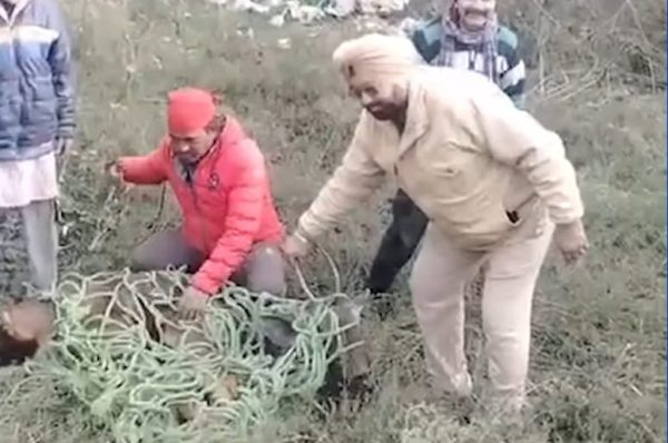 ਘਣੇ ਕੋਹਰੇ ਤੇ ਕੜਾਕੇ ਦੀ ਠੰਢ ਕਾਰਨ ਜੰਗਲੀ ਜਾਨਵਰ ਸ਼ਹਿਰਾਂ ਵੱਲ, ਜਲੰਧਰ ਦੇ ਪਠਾਨਕੋਟ ਚੌਕ ਨੇੜੇ ਰਿਹਾਇਸ਼ੀ ਇਲਾਕੇ ਵਿੱਚ ਸਾਂਭਰ ਦਾਖ਼ਲ