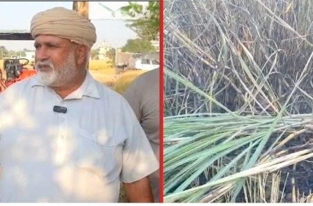 ਸਾਂਗ ਢੇਸੀਆਂ ’ਚ ਗੰਨੇ ਦੇ 5 ਖੇਤਾਂ ਨੂੰ ਲੱਗੀ ਭਿਆਨਕ ਅੱਗ, ਕਰੀਬ 5 ਲੱਖ ਦਾ ਨੁਕਸਾਨ